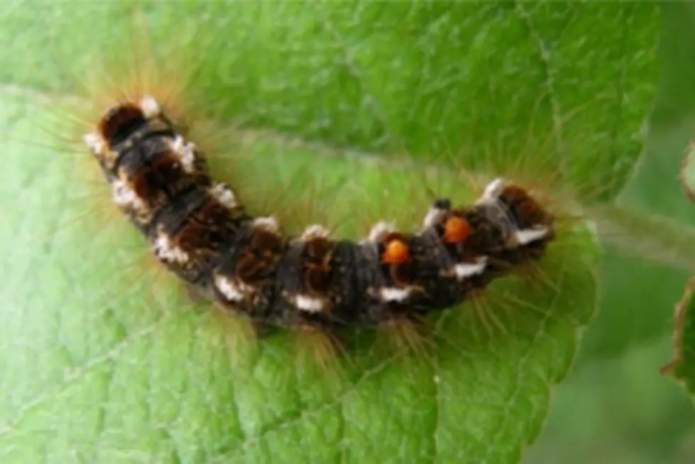 Maine CDC Issues Fall Warning For Pesky Brown Tail Moth Hairs