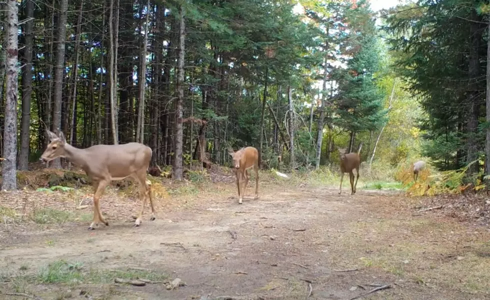 A Milford Man Has Some Crazy Backyard Wildlife Videos