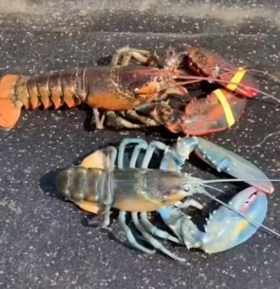 A Mainer Just Caught A Rare ‘Blue Lobster’