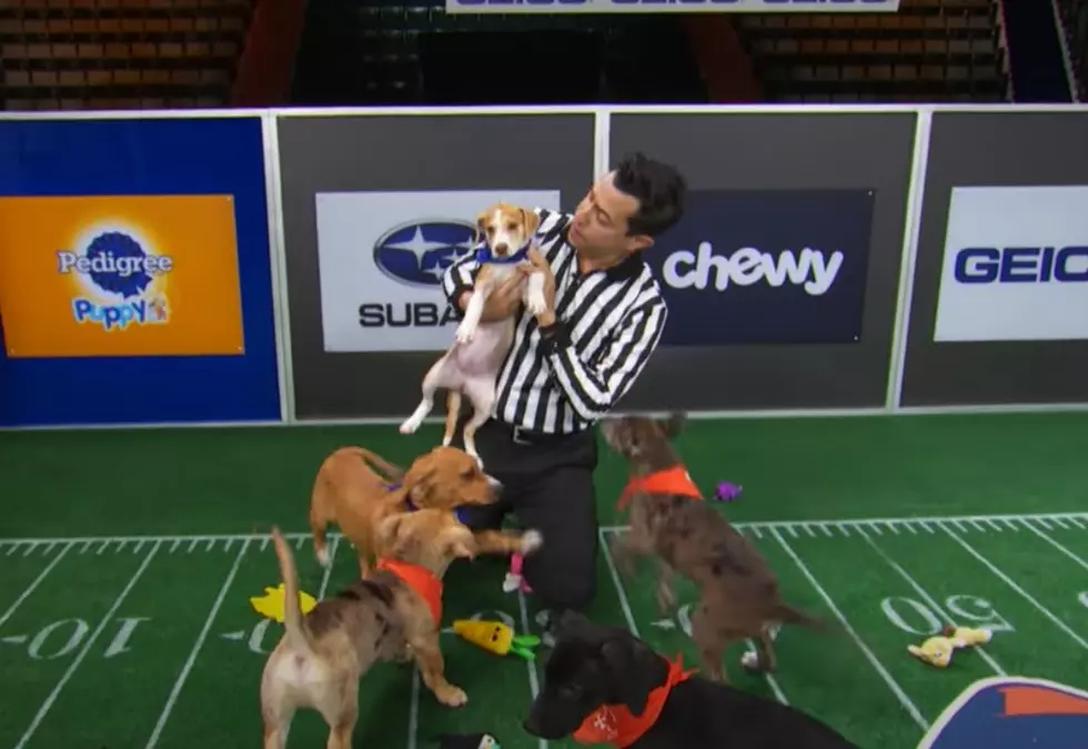 Maine Shelter Dogs Will Compete In Animal Planet&#8217;s &#8216;Puppy Bowl&#8217;