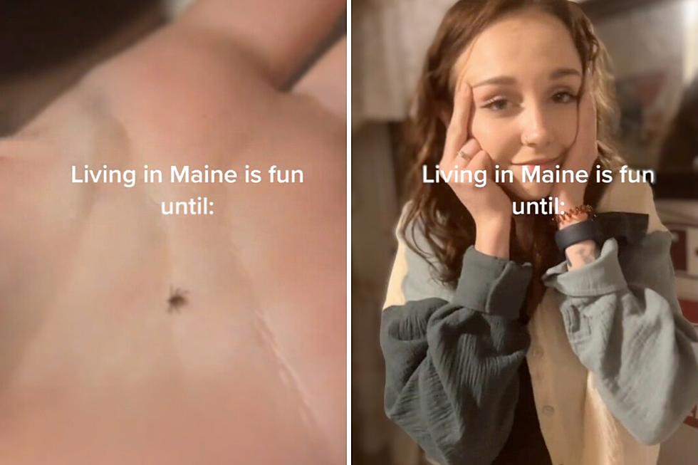 Watch A Mainer On TikTok Pull A Tick From A Very Unpleasant Place