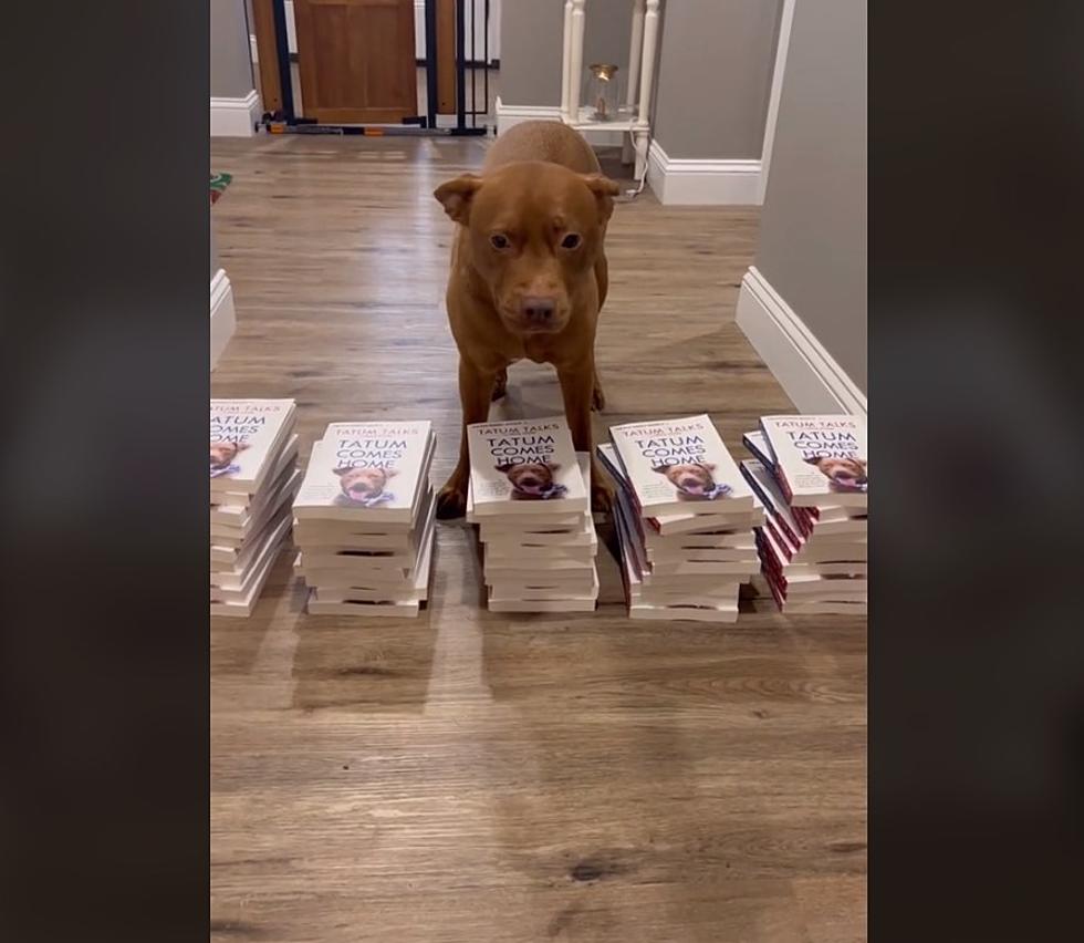 Maine's Most Famous Dog 'Tatum' Is The Star Of A New Book  