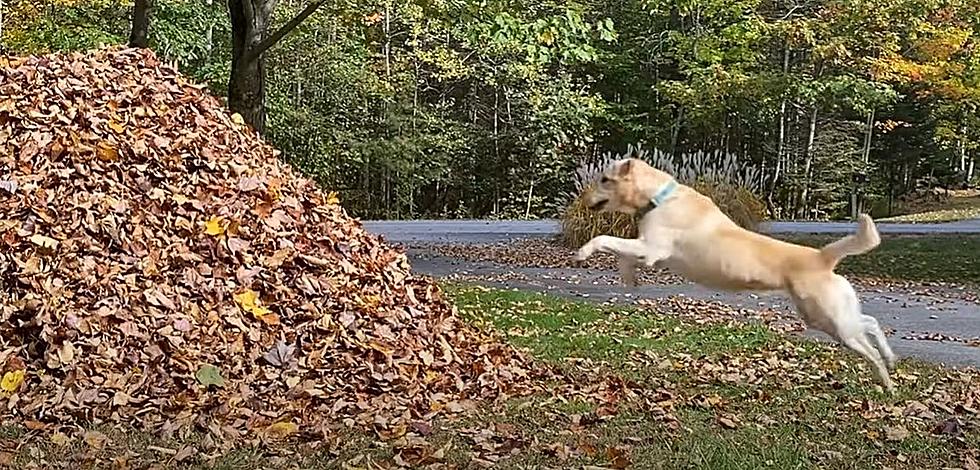 Maine’s ‘Stella The Leaf Jumping Dog’ Is Back For Fall