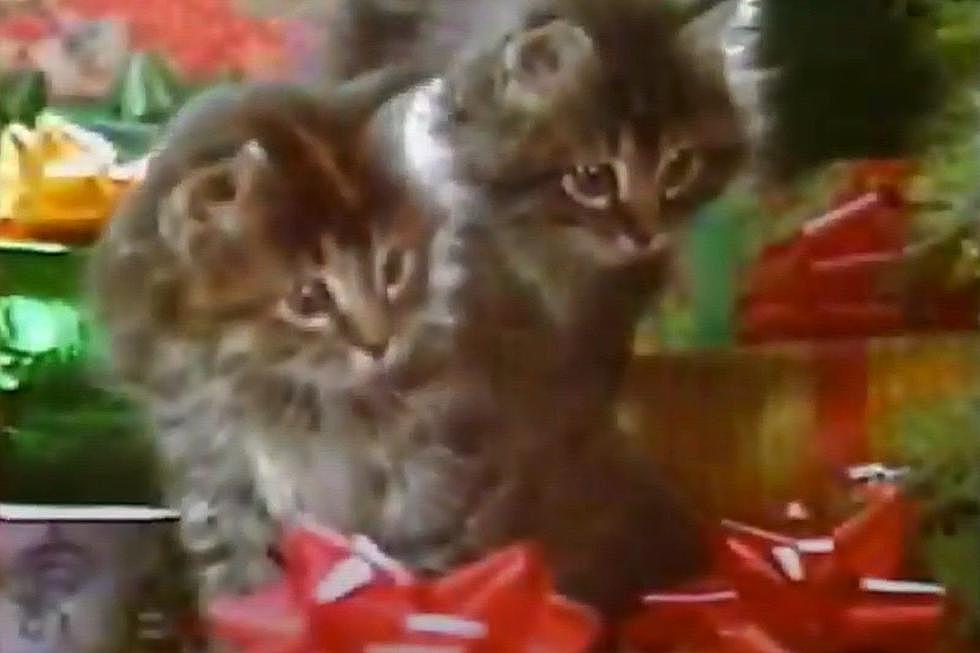 The Iconic Bangor Savings Bank ‘Christmas Kittens’ Ad Is 43!