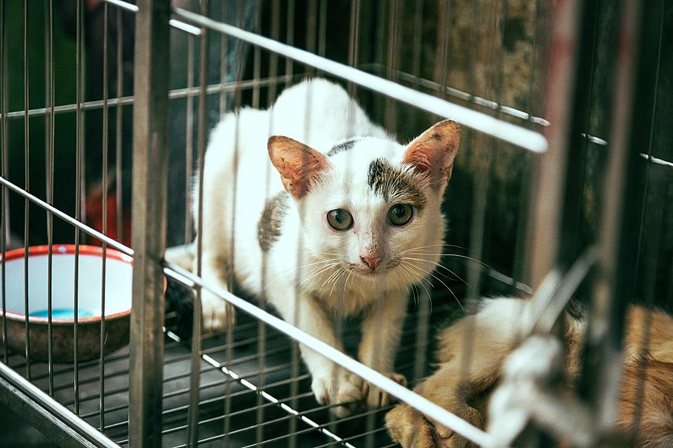 Caring or Catnapping? Outdoor Cats in Maine Could Find Themselves Behind Bars