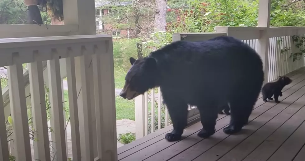 10 Things That Will Keep Maine Black Bears Out Of Your Yard