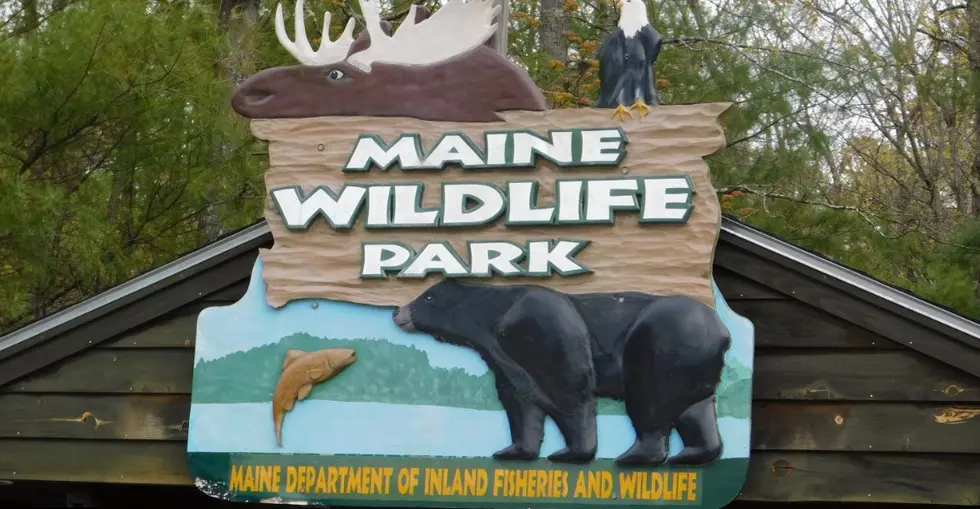 ROAD TRIP: Maine Wildlife Park Opens For The Season In April