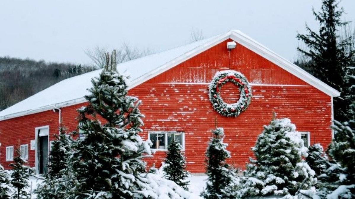 Maine’s Piper Mountain Christmas Tree Farm Opens This Month