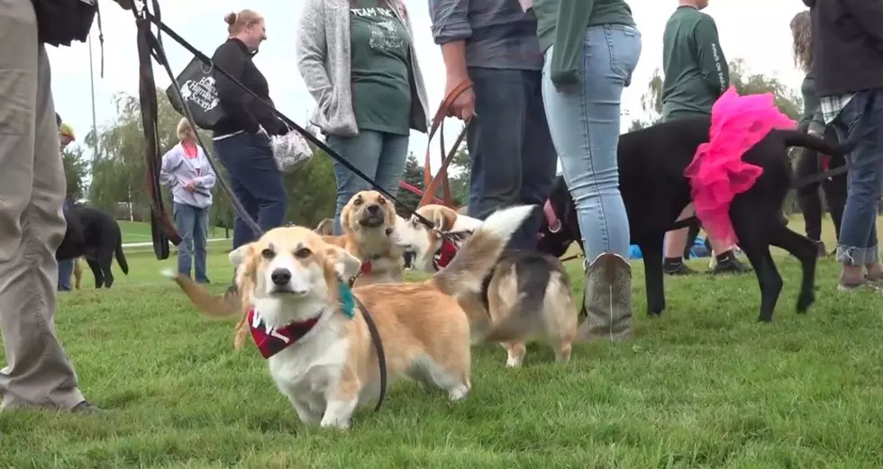 Bangor Humane Society’s Paws on Parade Returns October 3rd