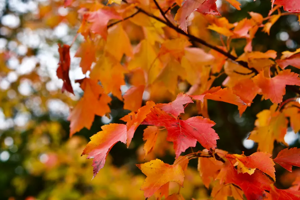 Best Places to See Maine’s Stunning Fall Foliage