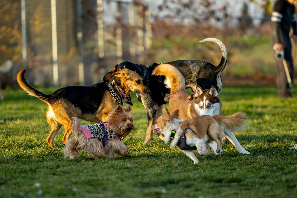 🐾 Bangor Humane Society’s Paws on Parade Returns Saturday