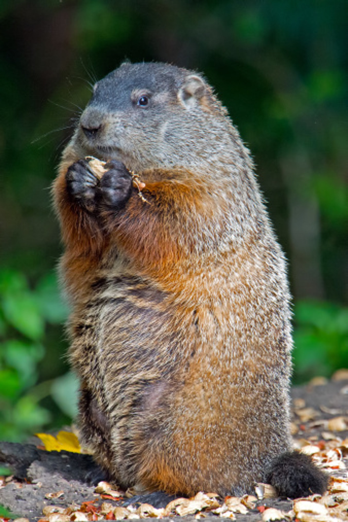 Everything You Need To Know And More About Groundhog Day 