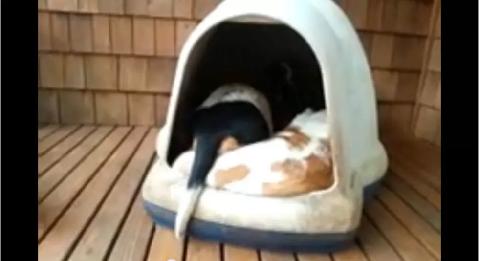How Many Basset Hounds Are Sleeping in This Doghouse? [VIDEO]
