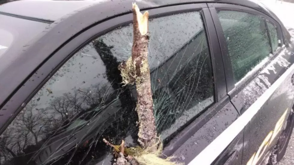 Timber! Cruiser Meets Tree During Blizzard (Photo)