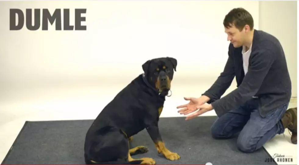 Magic for Dogs (Video)