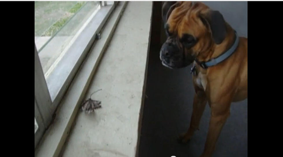 Big Dog Battles Tiny Leaf in Hilarious Epic Showdown [VIDEO]