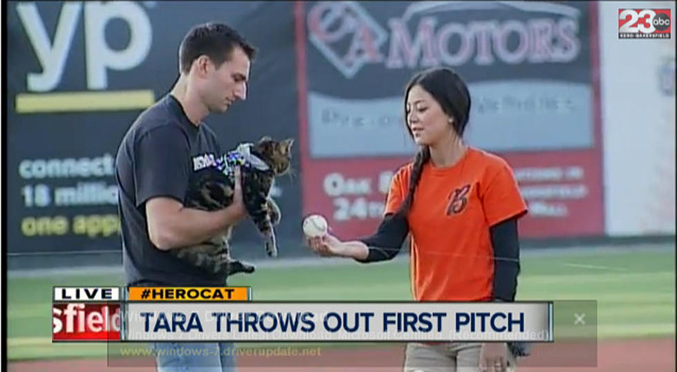 Hero Cat Throws Out First Pitch [VIDEO]