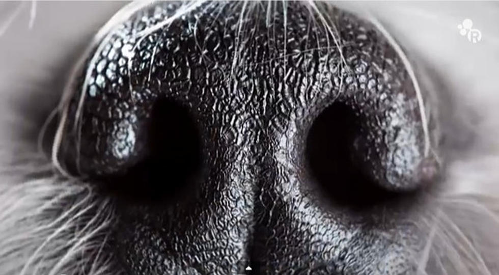 Why Do Dogs Smell Each Other’s Butts [Video]