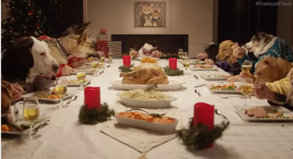 WATCH: Cat hosts Christmas dinner for dogs