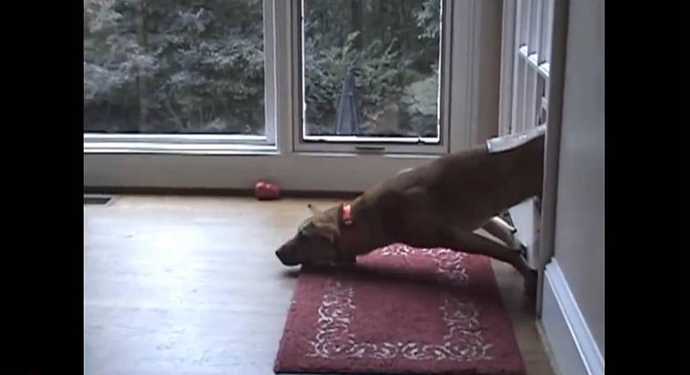 Dogs Failing at Being Dogs [VIDEO]