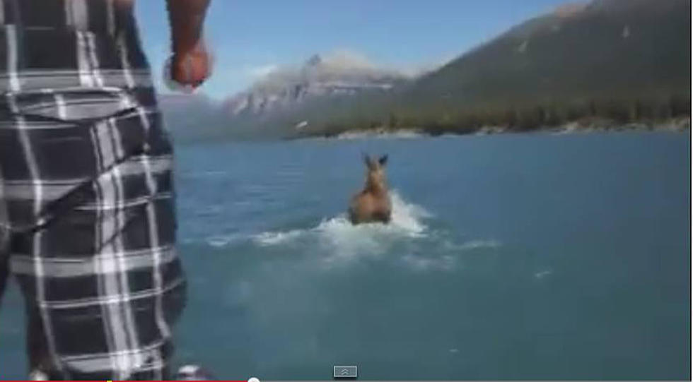 Man Rides Moose in Water [VIDEO] [POLL]