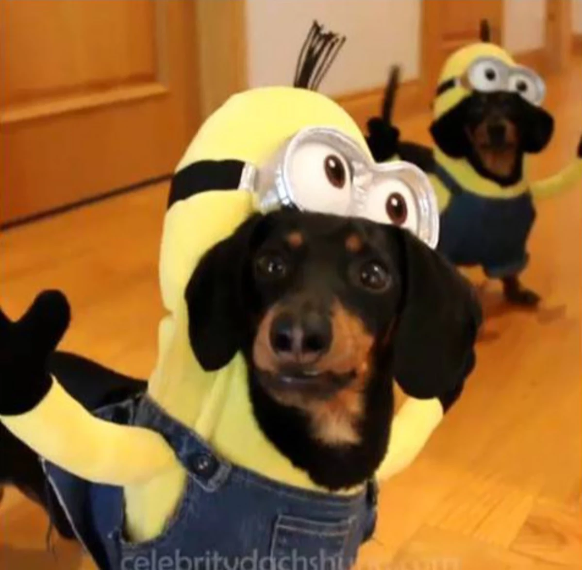 Wiener Dog Minions!! [VIDEO]