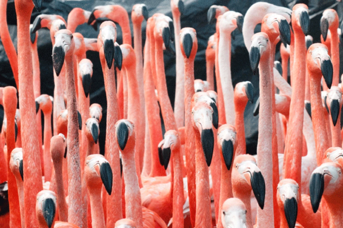 Flamingo Festival This Weekend In Southwest Harbor
