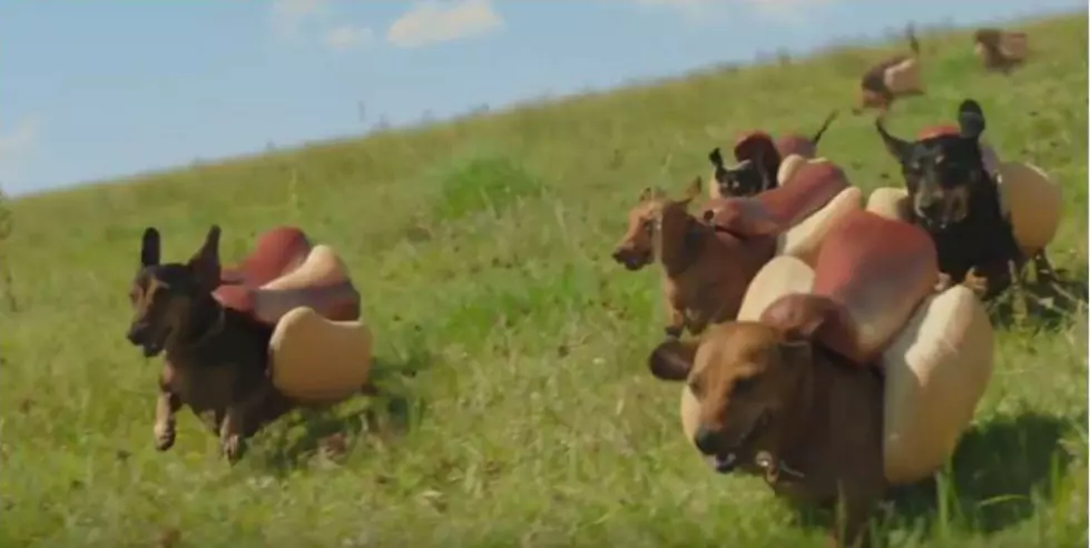 Heinz Super Bowl Commercial Features Weiner Dogs [VIDEO]