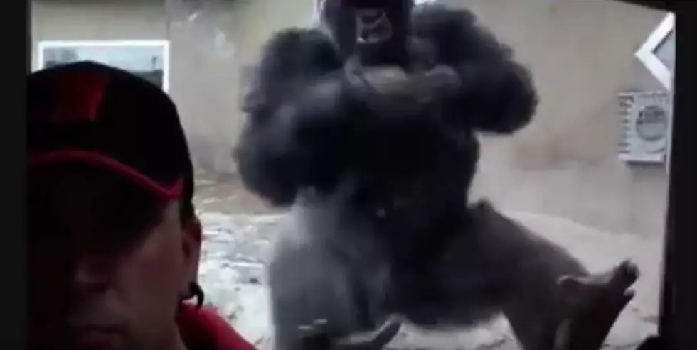 This Is Why They Have Shatterproof Glass in the Gorilla Enclosure [VIDEO]