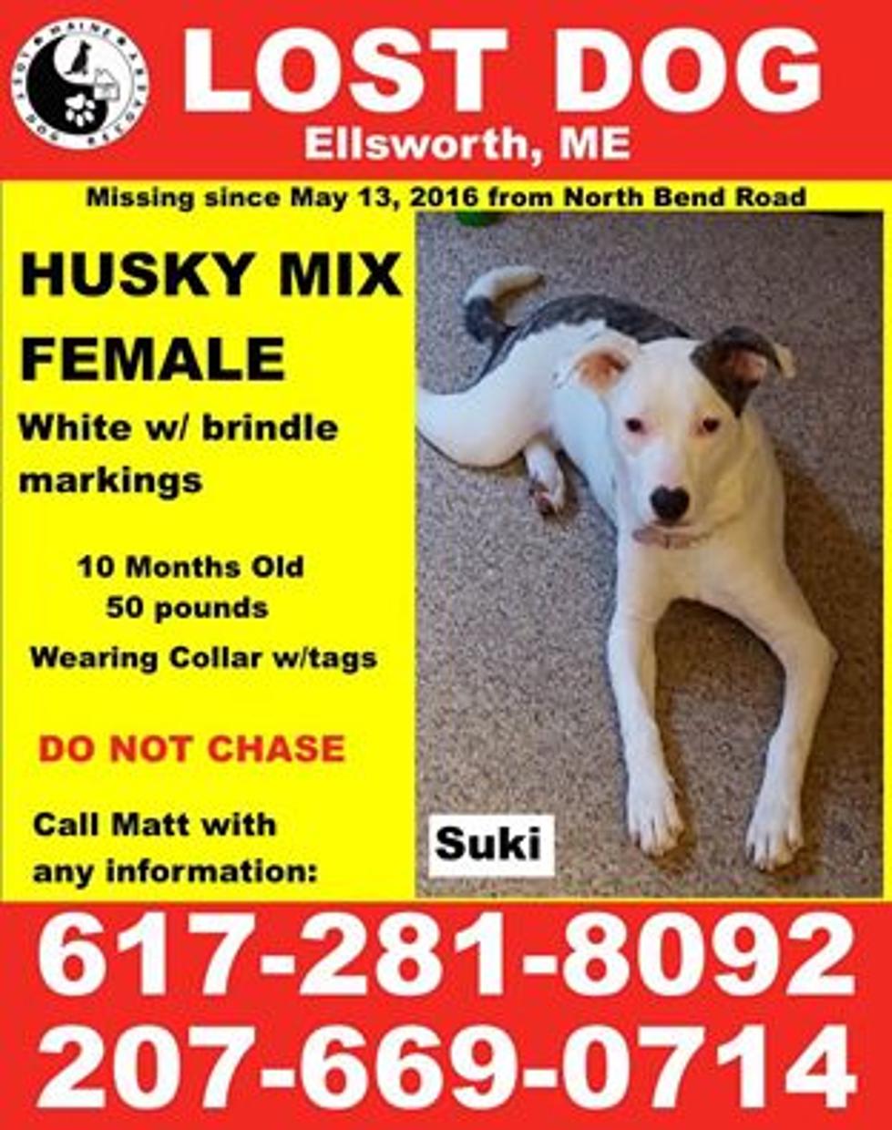 Lost Dog in Ellsworth