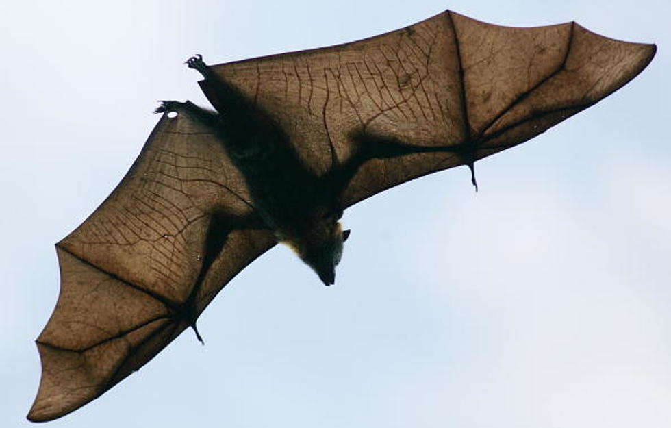 State Biologists Want to Know Where You&#8217;ve Seen Bats in Maine