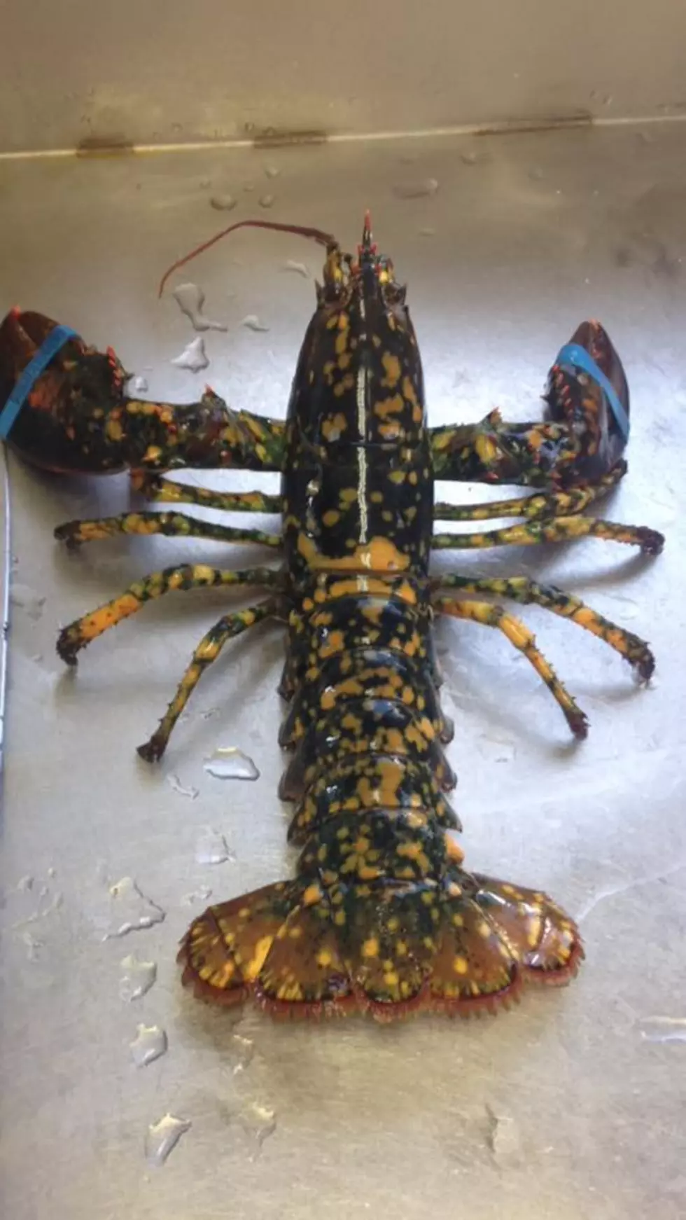 Lobster Fisherman Lands 1-in-30 Million Catch