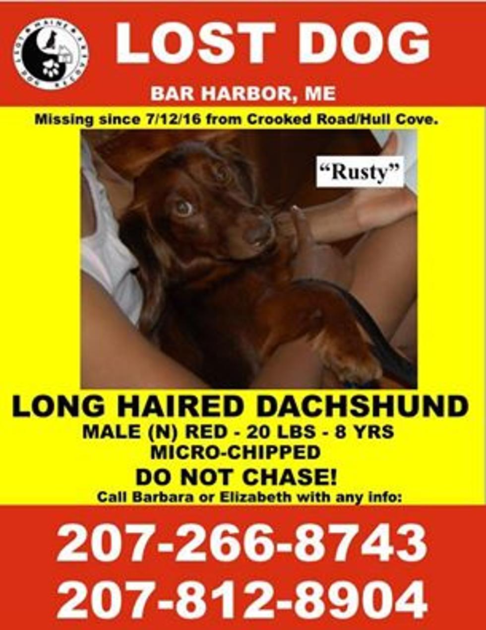 Lost Dog In Bar Harbor