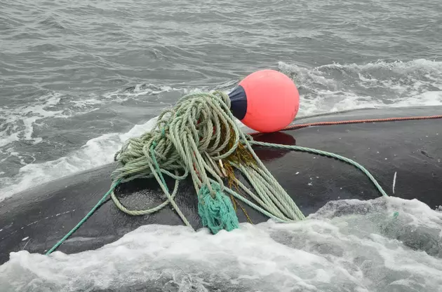 Right Whale Rescued [PHOTOS]