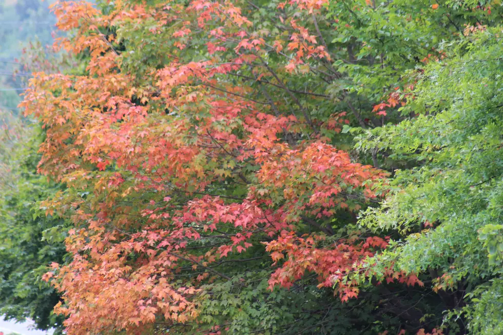 Maine Foliage Report September 25th