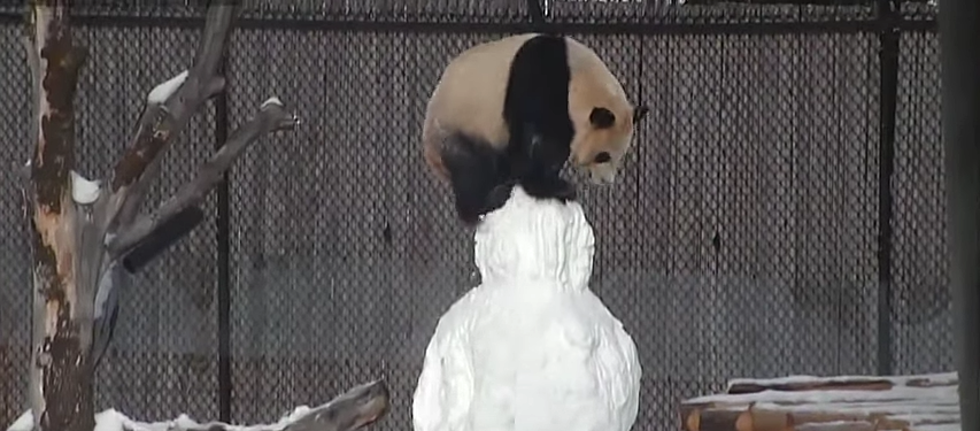Panda Plays With Snowman [VIDEO]