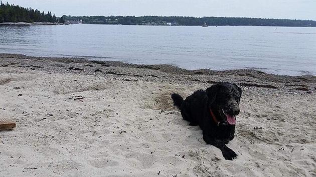 Lost Dog in Southwest Harbor [UPDATE]