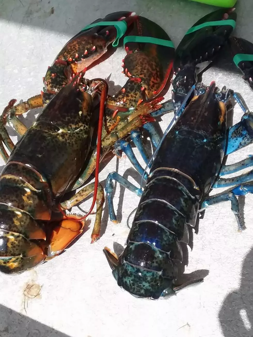 1 in 2 Million Blue Lobster Landed [PHOTOS]