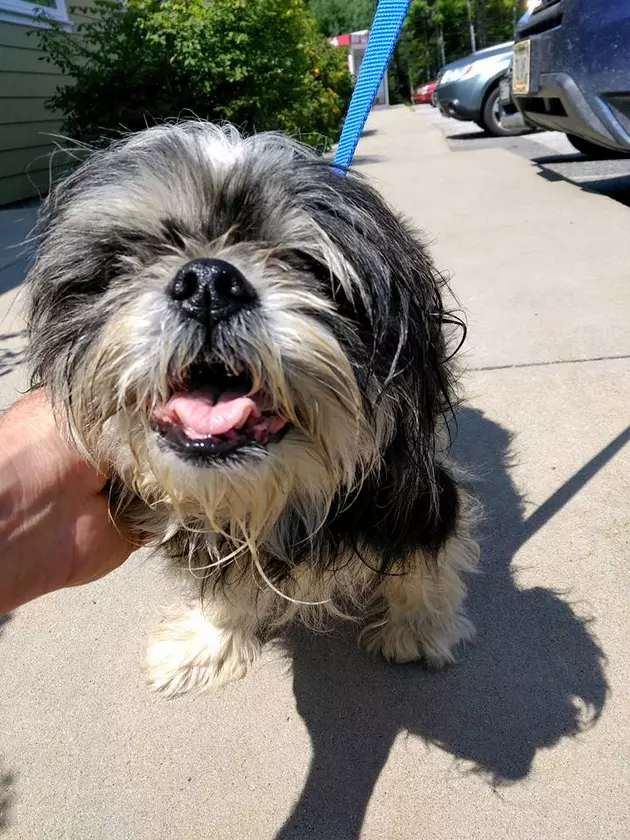 Found Dog in Trenton [UPDATE]