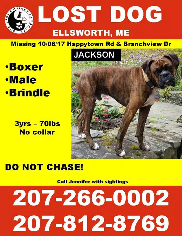 Lost Dog in Ellsworth [UPDATE]