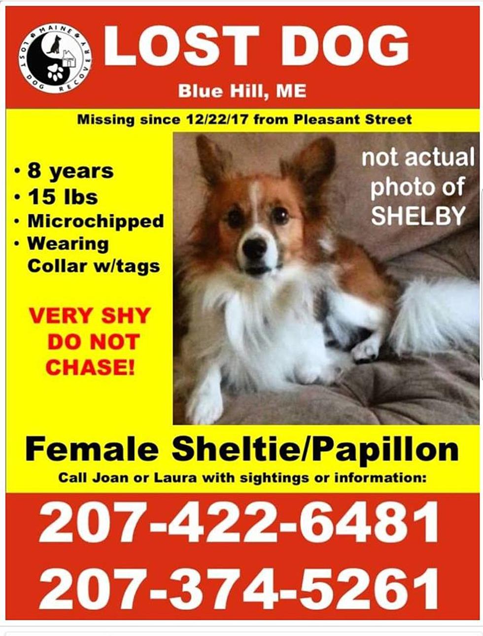 Lost Dog Blue Hill