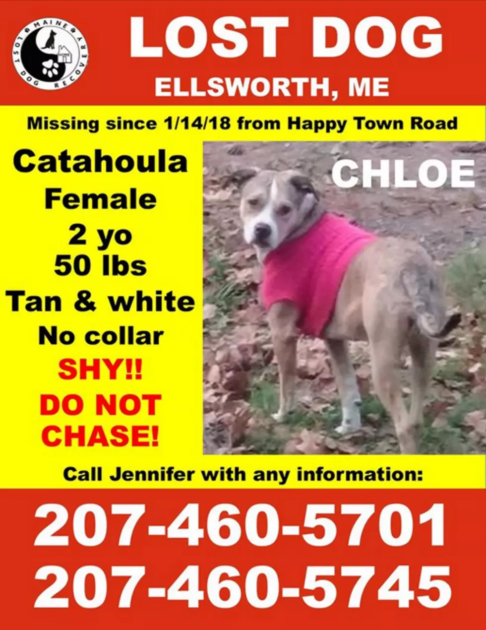 Lost Dog in Ellsworth