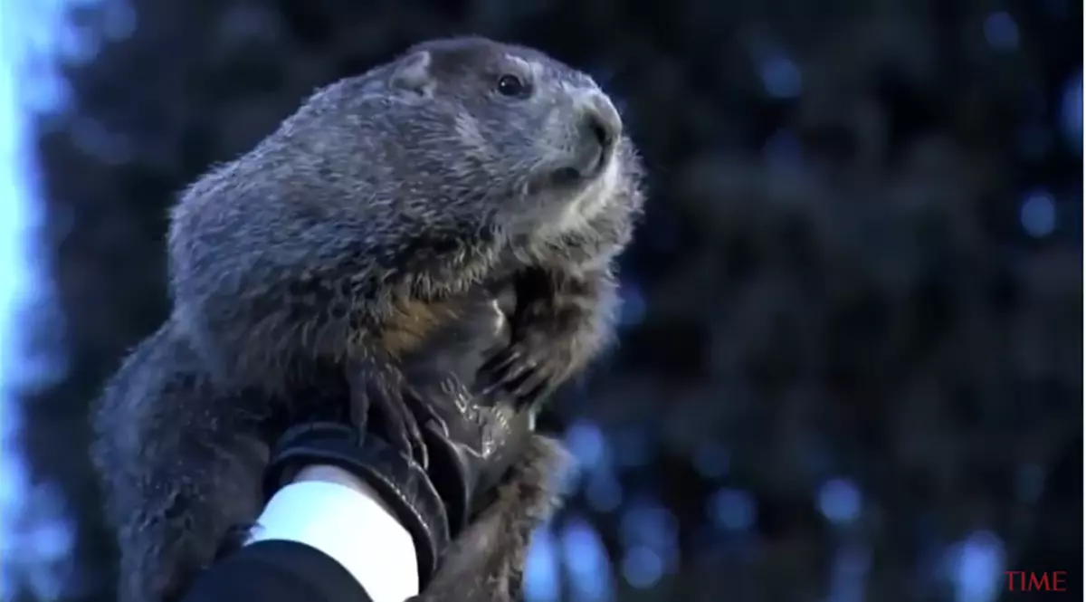 Groundhog Sees His Shadow [VIDEO]