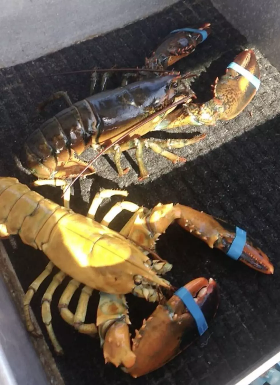 Another Yellow Lobster Landed
