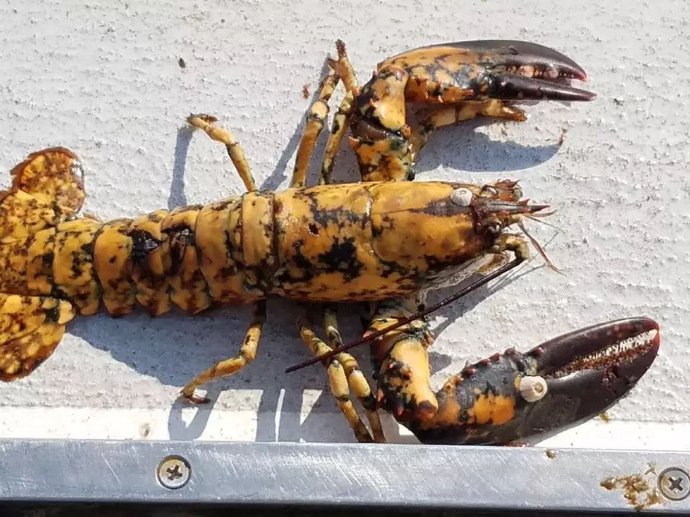 Calico Lobster Caught