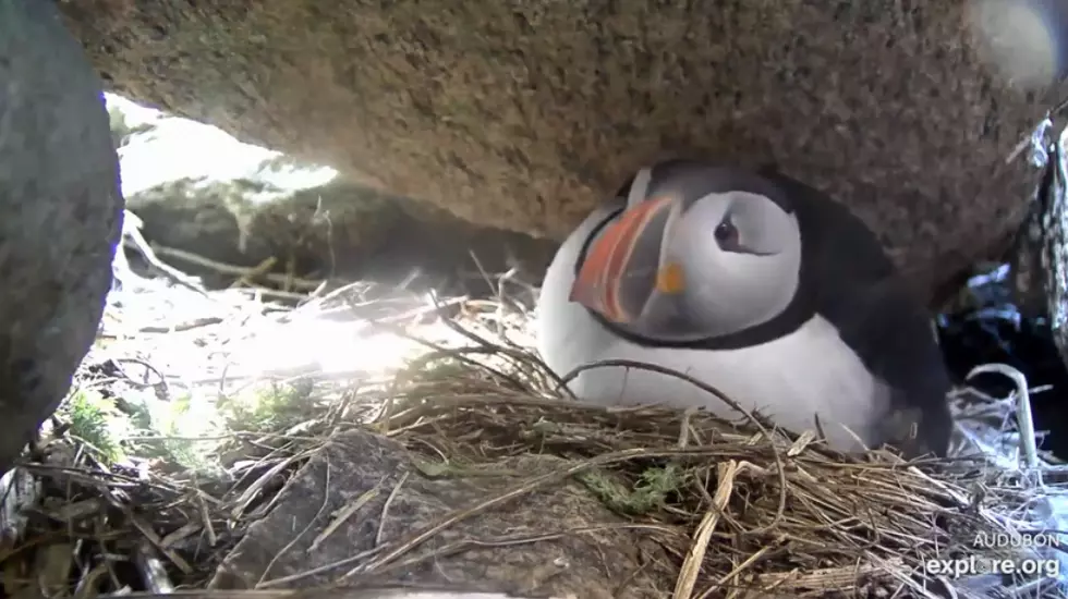 Live Puffin Cam with Sound! [LIVE VIDEO]