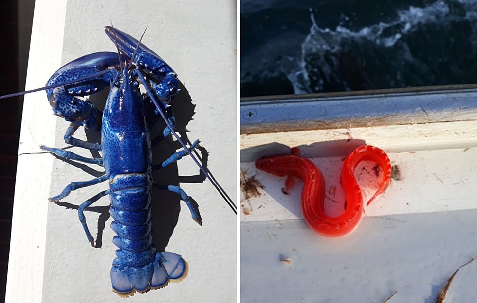 Blue Lobster and Orange Eel Landed off Southwest Harbor