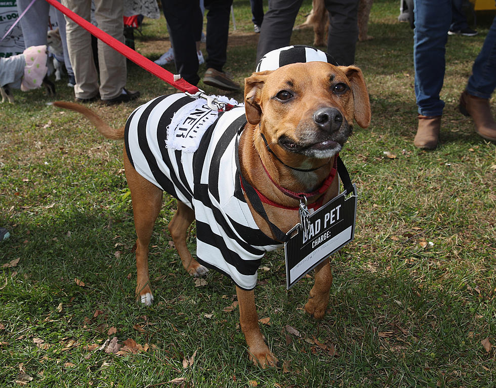 Registration Is Open Now for the 5th Annual Jim Nobil Howl-O-Run to Benefit the SPCA of Hancock County