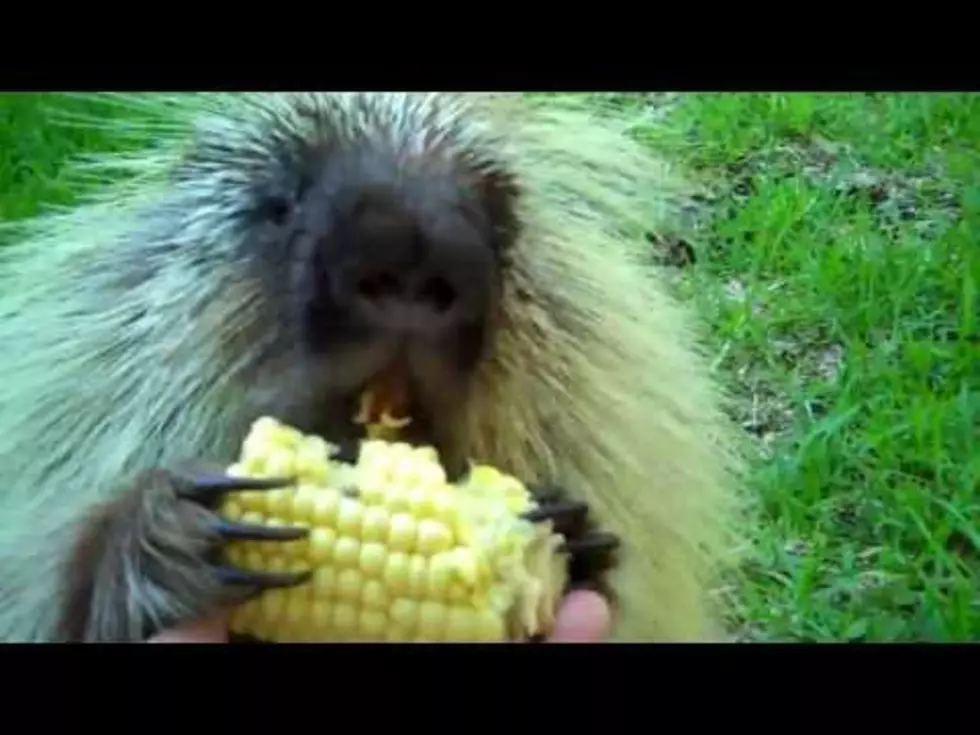 Teddy the Porcupine Eating Corn [VIDEO]