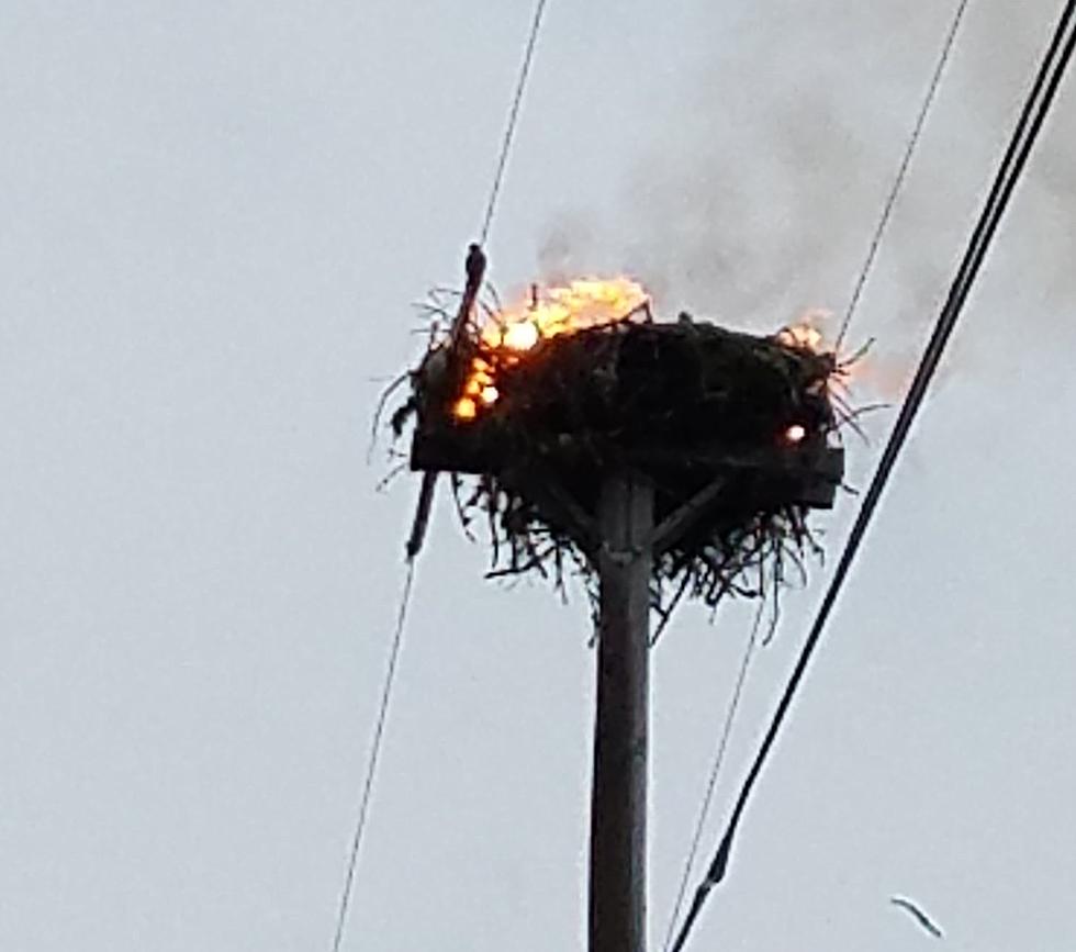 Lamoine Osprey Nest Destroyed in Fire